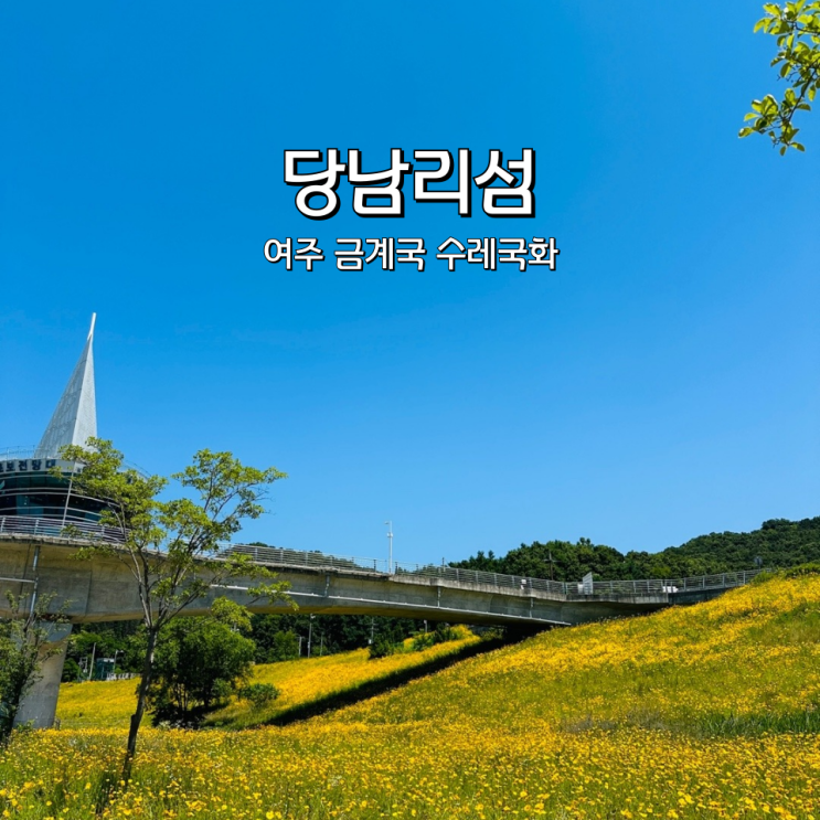  여주 당남리섬 금계국 수레국화 당일치기 갈만한곳