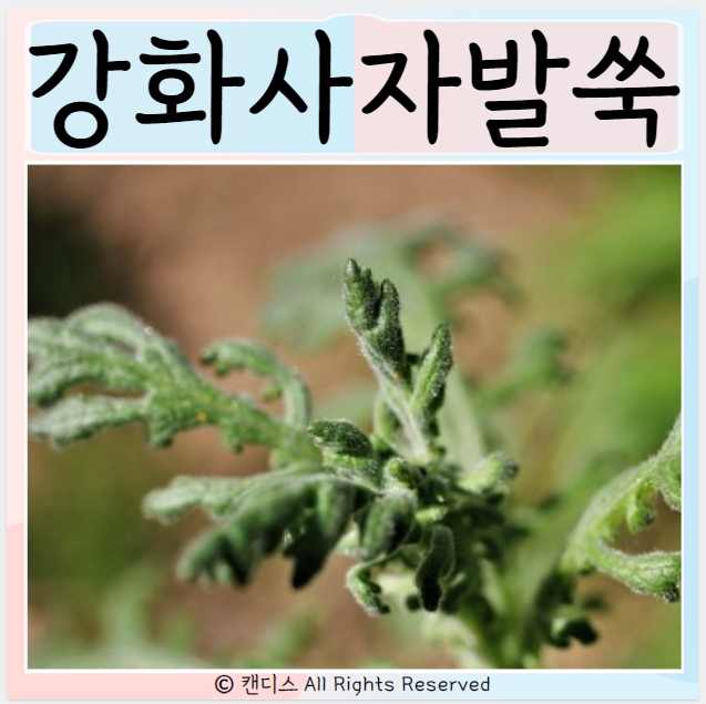  강화사자발쑥 먹으면 좋은점 효능 주의사항은?