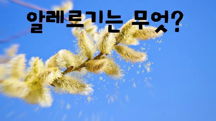  알레르기는 무엇? 알레르기 발생 경로 알레르기 종류와 증상