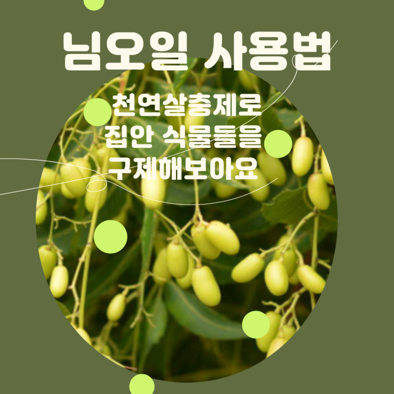 님오일 사용법 천연살충제로 집안 식물들을 구제해보아요