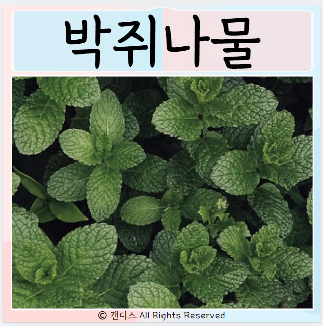  박쥐나물 먹는방법 효능 부작용은?