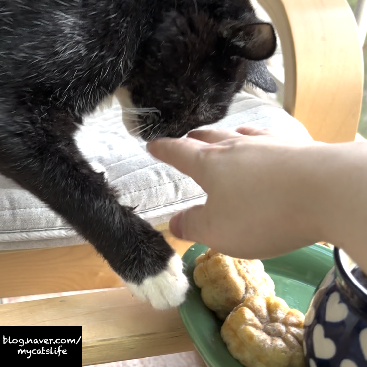  고양이 종양과 신묘한 후코이단(고양이 구강암 항암보조제)