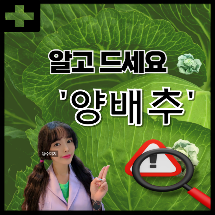  양배추 분말 환 양배추즙먹는방법 양배추갈아마시기 비타민U 설포라판 양배추 효능