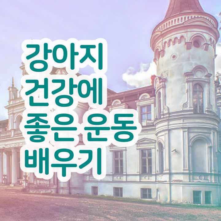  노후 자격증 추천 , 반려견운동지도사 인강만으로 완료한 방법