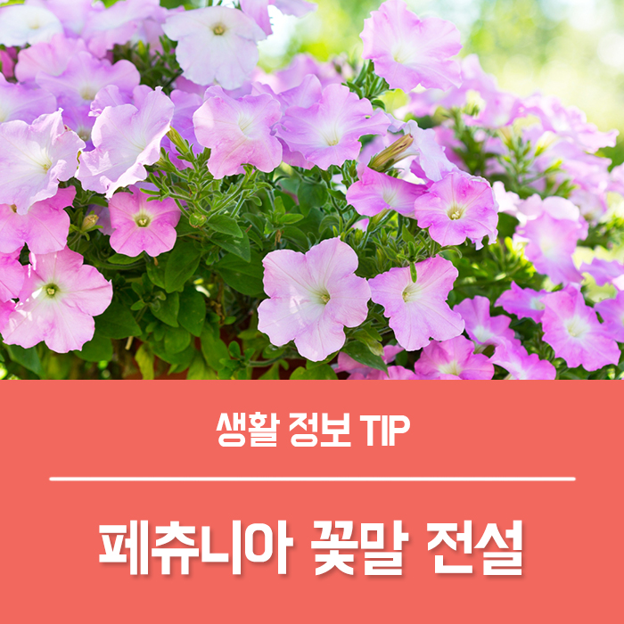  페튜니아 키우기, 페츄니아 꽃말 전설 총정리!