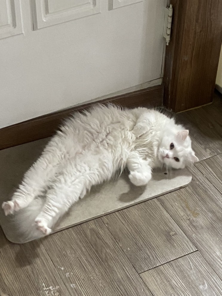  어떨결에 자취, 어쩌다 집사