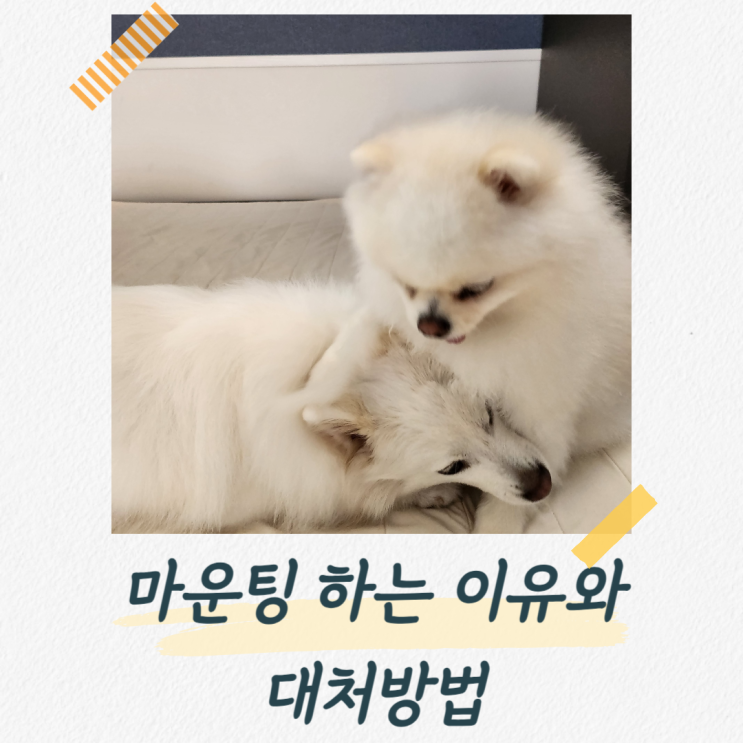  강아지 마운팅 하는 이유와 대처방법 알아두세요!