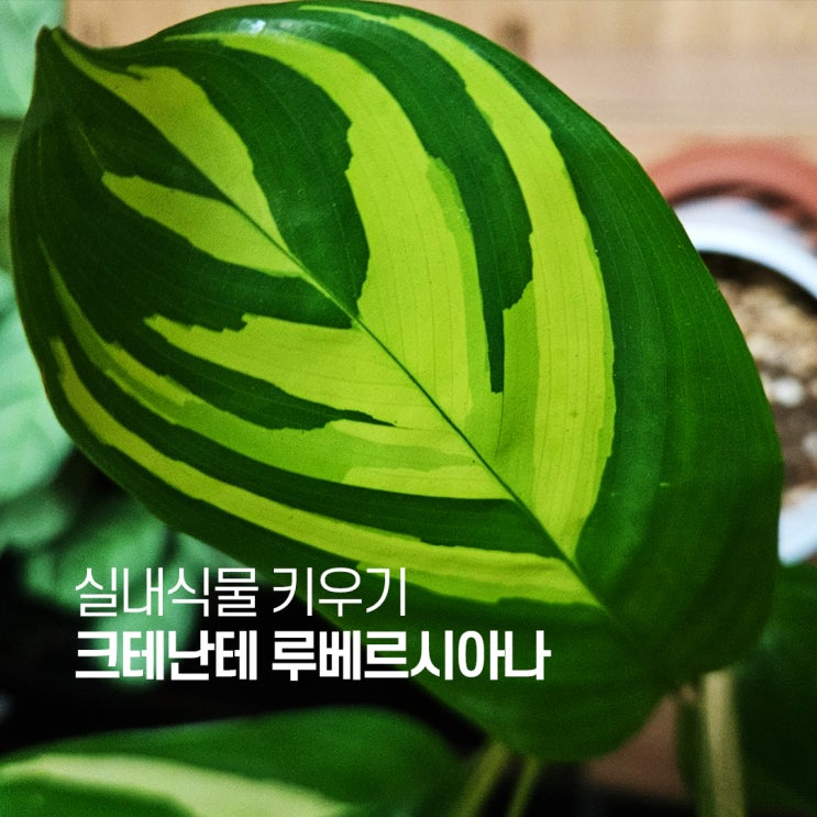  크테난테 루베르시아나 키우기