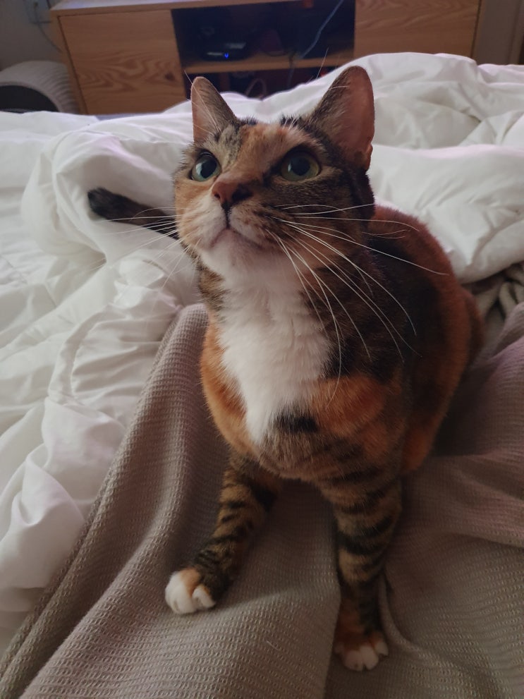 고양이 사진