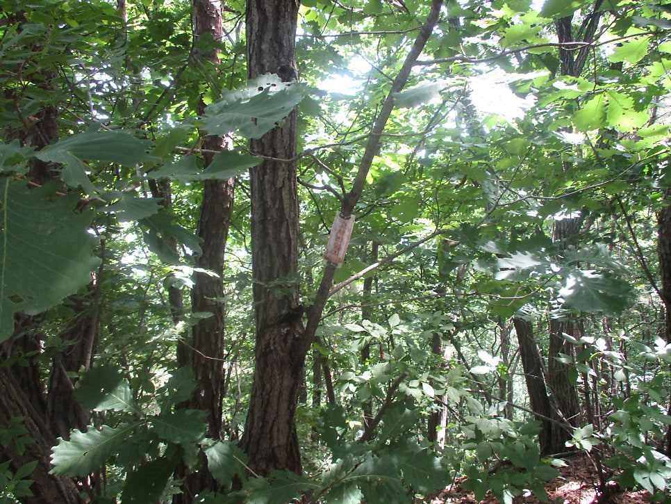 Saengiwolsan photo 5