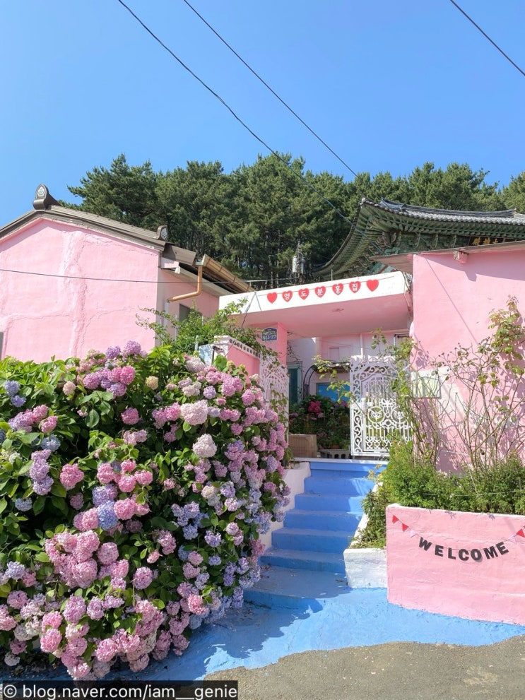  수국 명소 [영도 분홍집] 올해는 아쉬운 소식이 있어요