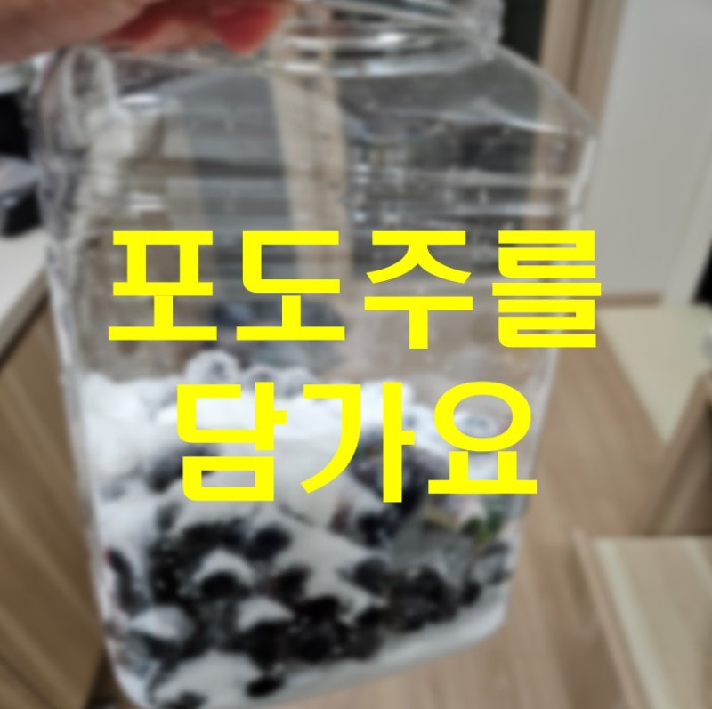 집에서 적포도로 포도주 담그기 일반 소주 술 담그는 방법