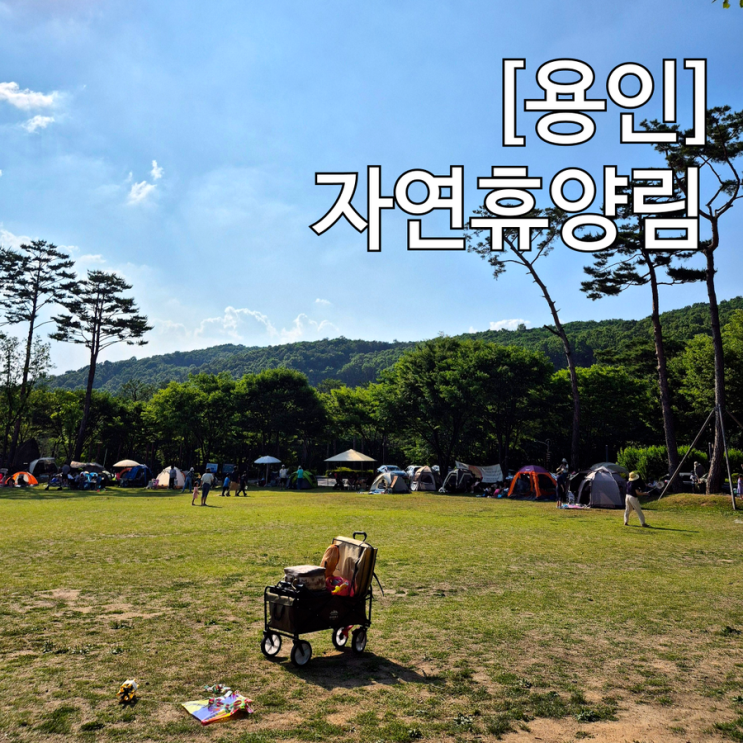  용인 자연휴양림 아이와 텐트 치고 피크닉 하기 좋은곳 숲놀이터 계곡 물놀이
