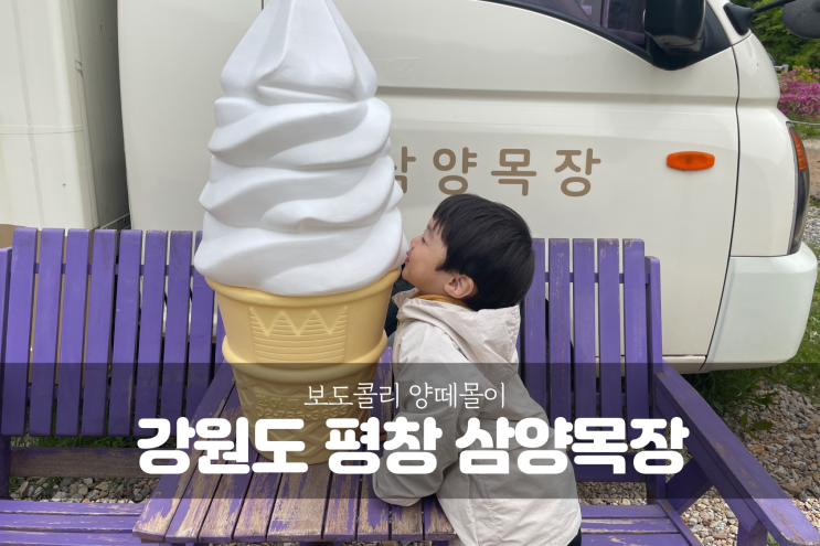  [강원도 평창 여행] 아이와 가볼만한 곳, 보더콜리 양몰이 대관령 삼양목장