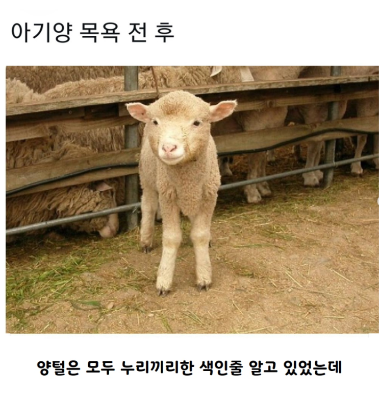  아기양 목욕 전 후
