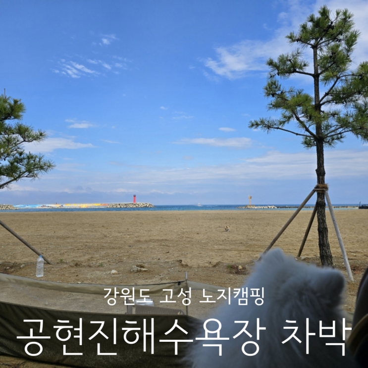  강원도 고성 노지캠핑장 공현진해수욕장 애견동반 차박 이용료 화장실 식수대 후기