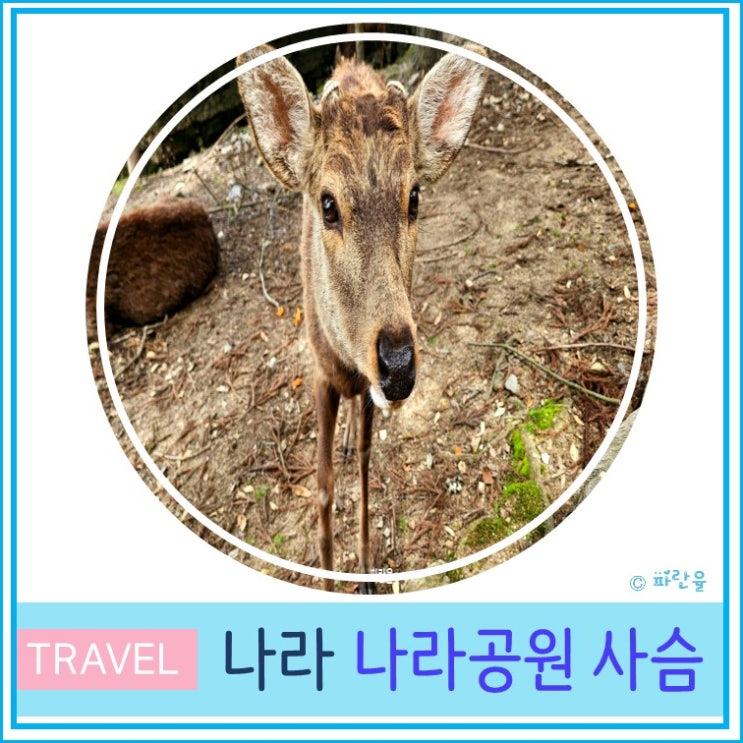  오사카 근교 간사이 나라 나라공원 사슴 만난 후기