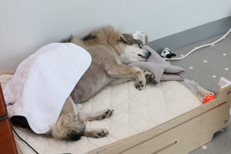  닥터펫 펫큐어레이 조사기 실제 강아지 후지마비에 도움 된 후기