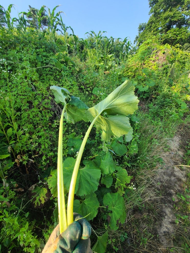  텃밭 생활 다년생 작물 알아보기 I 한살림 요리교실 준비