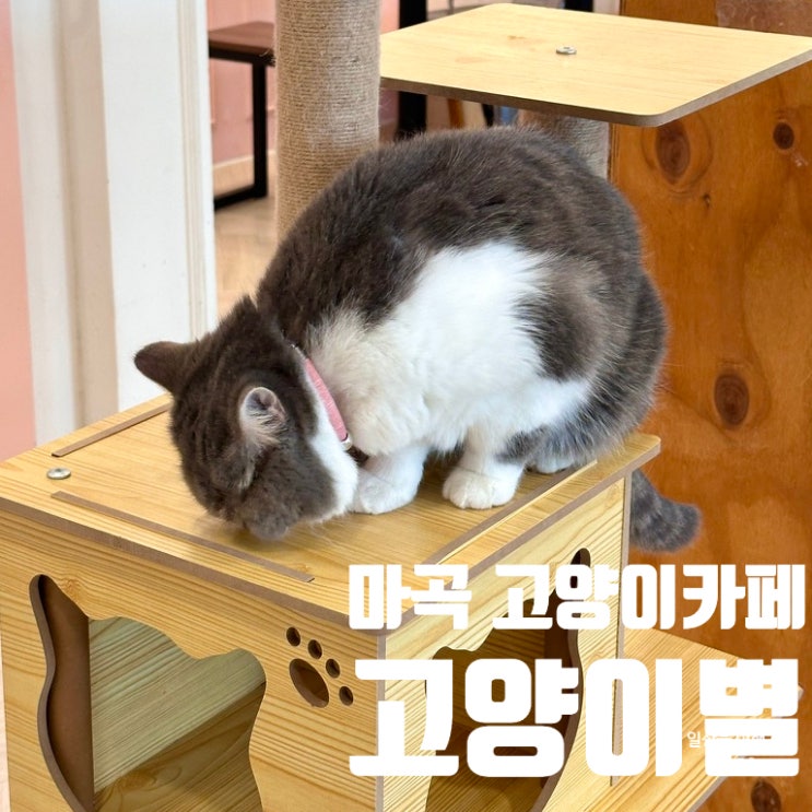  마곡 고양이카페 고양이별 캣카페 | 위치 가격 메뉴 이용 시간 예약 주차 내돈내산