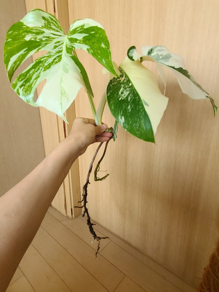  몬스테라알보 삽수 건너뛰고 빠르게 묘 채취하는 방법