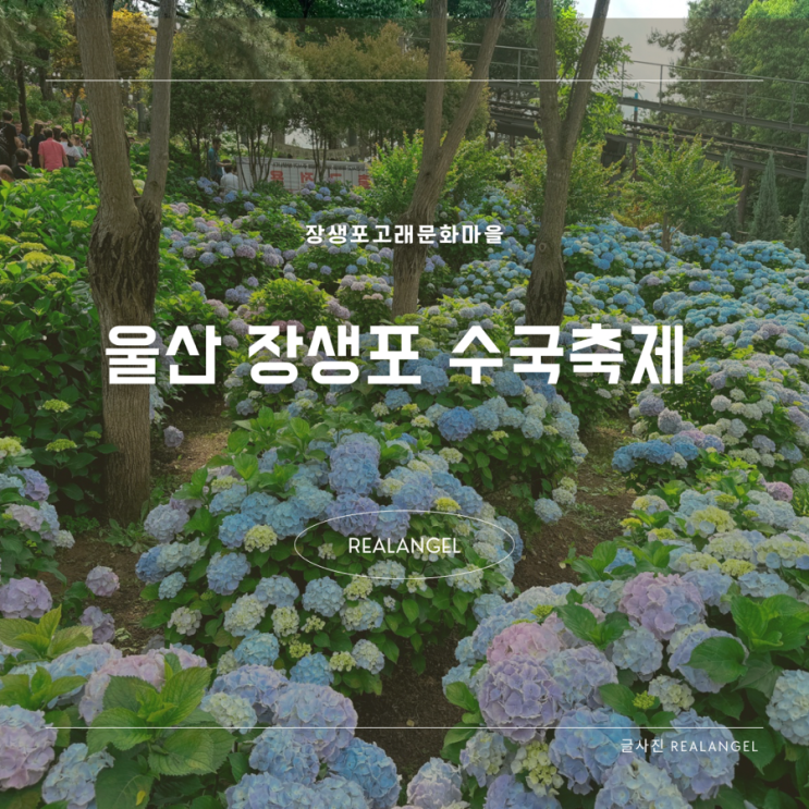  울산 장생포수국축제 주자창 입장권 개화상태 아기랑