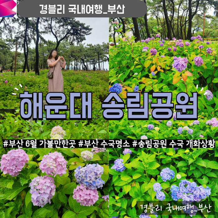  부산6월가볼만한곳 부산수국여행 해운대 송림공원 주차, 수국 개화상황