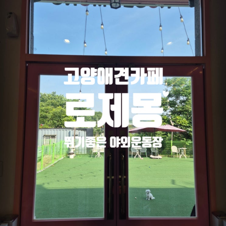  고양애견카페 로제몽 강아지 야외운동장 반려견