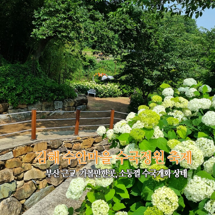  부산 근교 가볼만한곳 김해 수안마을 수국정원 축제 소등껄 수국 개화 상태 주차장
