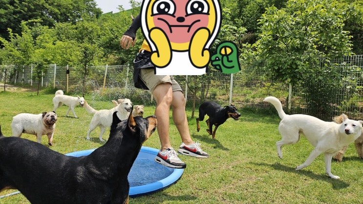  분당애견카페:) 천연잔디 강아지운동장 라드독