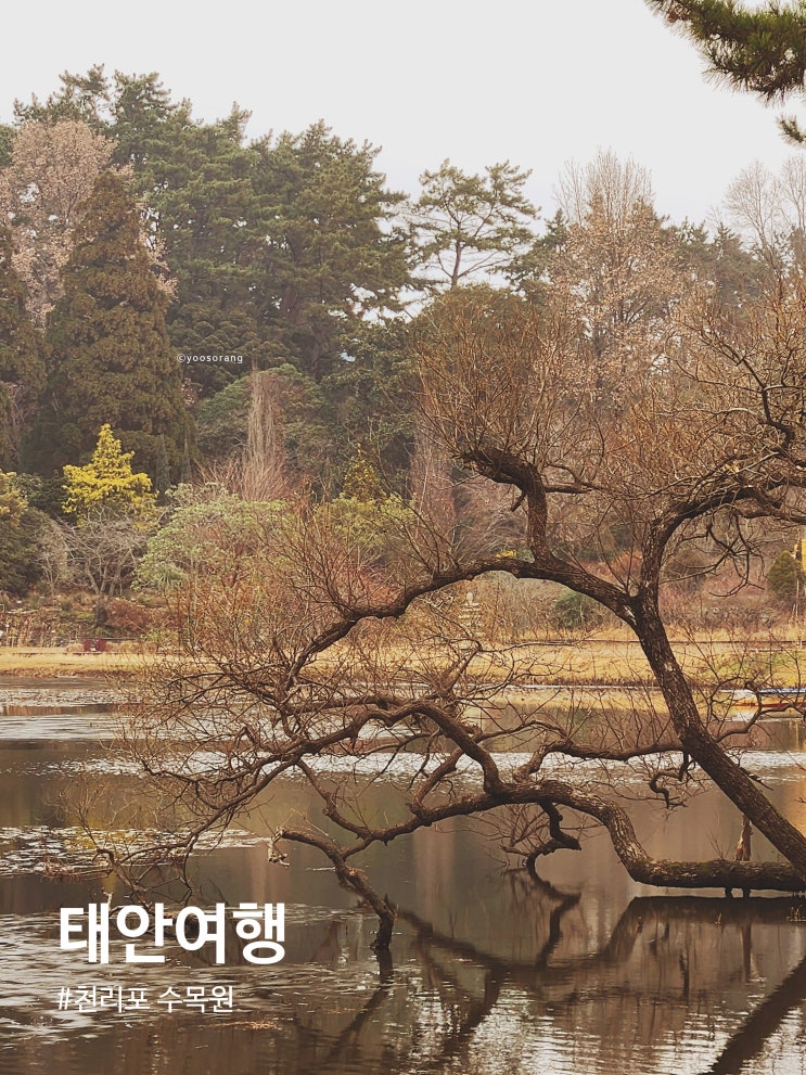  태안 여행 겨울에도 볼 게 많은 천리포 수목원