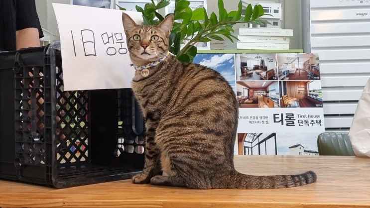  심사에 다녀왔습니다.