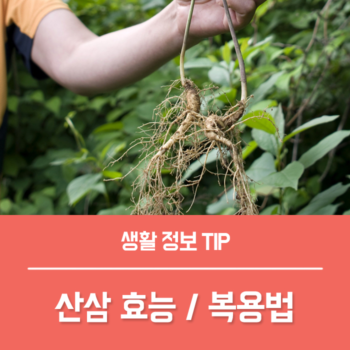  자연산 산삼 효능 TOP4, 산삼배양근 복용법은?