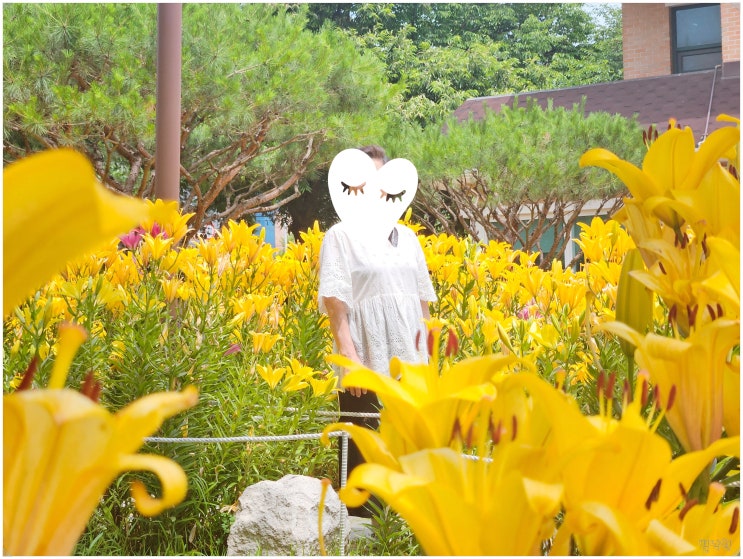  푸른학습장 부곡자연학습장_ 경기도 안산 나들이 6월 노랑나리 백합 꽃구경