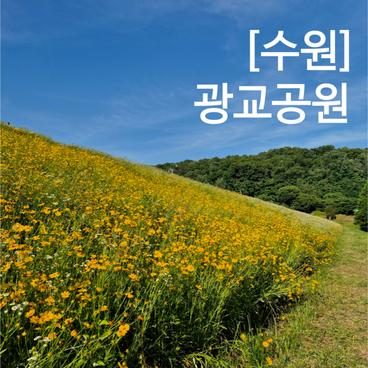  수원 광교공원 광교저수지 아래 금빛 물결 가득 금계국 꽃구경