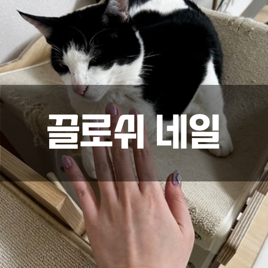  [집사일상] "끌로쉬네일" 고양이도 인정한 향남 네일 맛집!