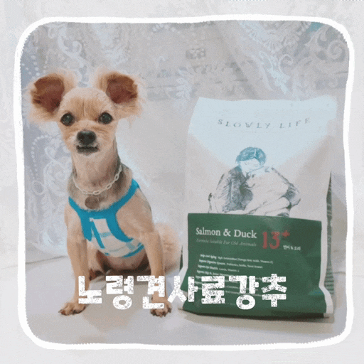  강아지 소프트사료 노견면역력 안전한 노령견 사료 추천