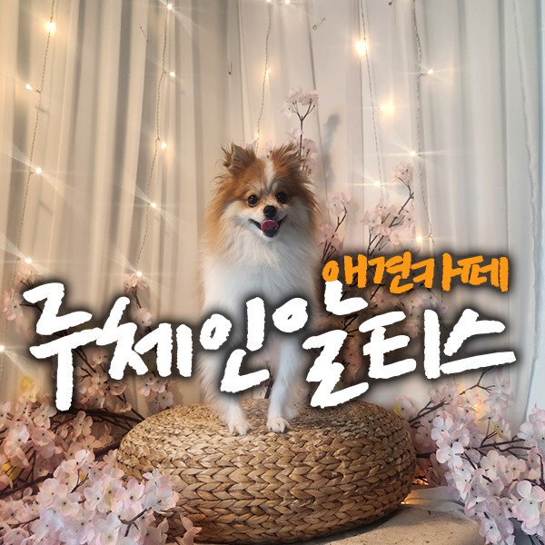 사진 2