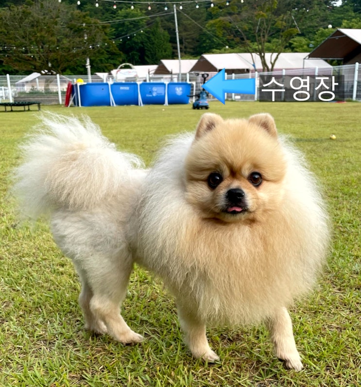  서산 펫앤트리 애견동반 글램핑장 울 강아지와 함께 두 번째 방문 후기(내돈내산)