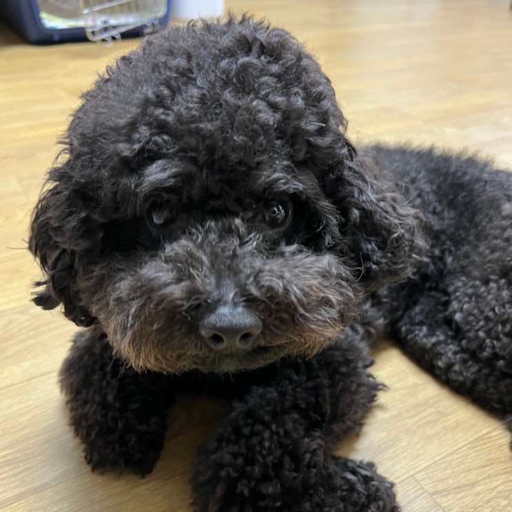  강아지 정상체온 열날 때 원인 및 증상, 대처 방법