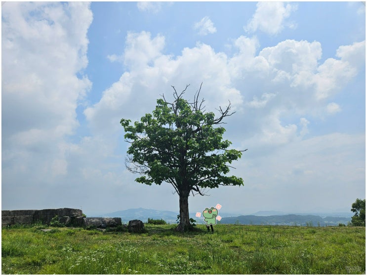  안성 죽주산성_ 로컬 추천 경기도 숨은 여행명소 나홀로나무 뉴진스 뮤비 촬영지
