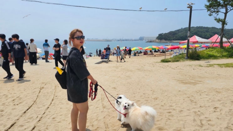  영종도 왕산해수욕장 반려견들과 패들보드 타고 놀았어요