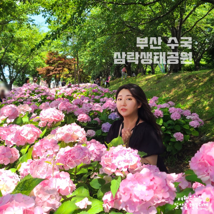  부산 수국 명소, 삼락생태공원 낙동제방벚꽃길 낙동대로 수국 위치, 주차장