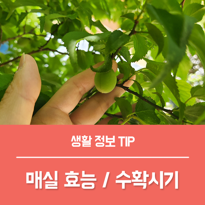  매실 효능 TOP5, 매실 수확시기 매실차 효능 부작용 총정리!