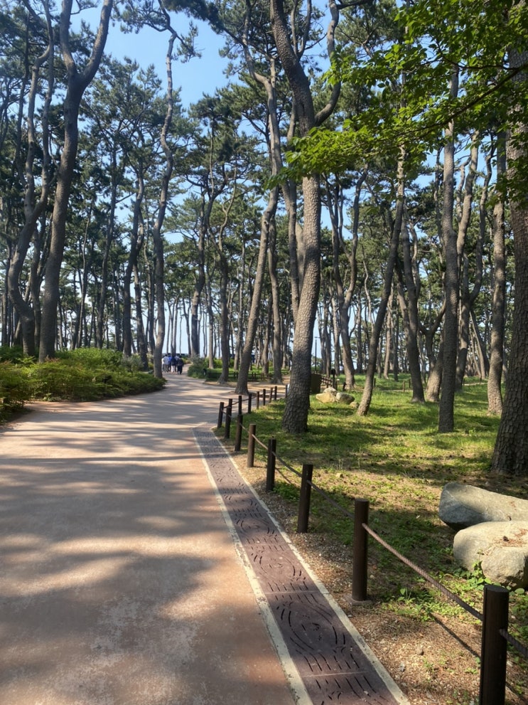  울산[대왕암공원]소나무산책로와 출렁다리