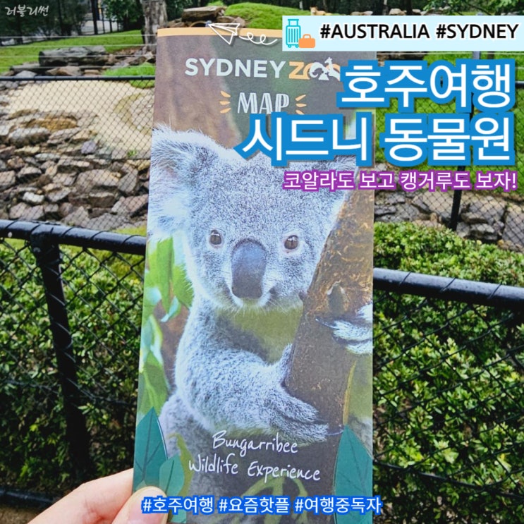  호주 시드니 여행 시드니 동물원 코알라 캥거루