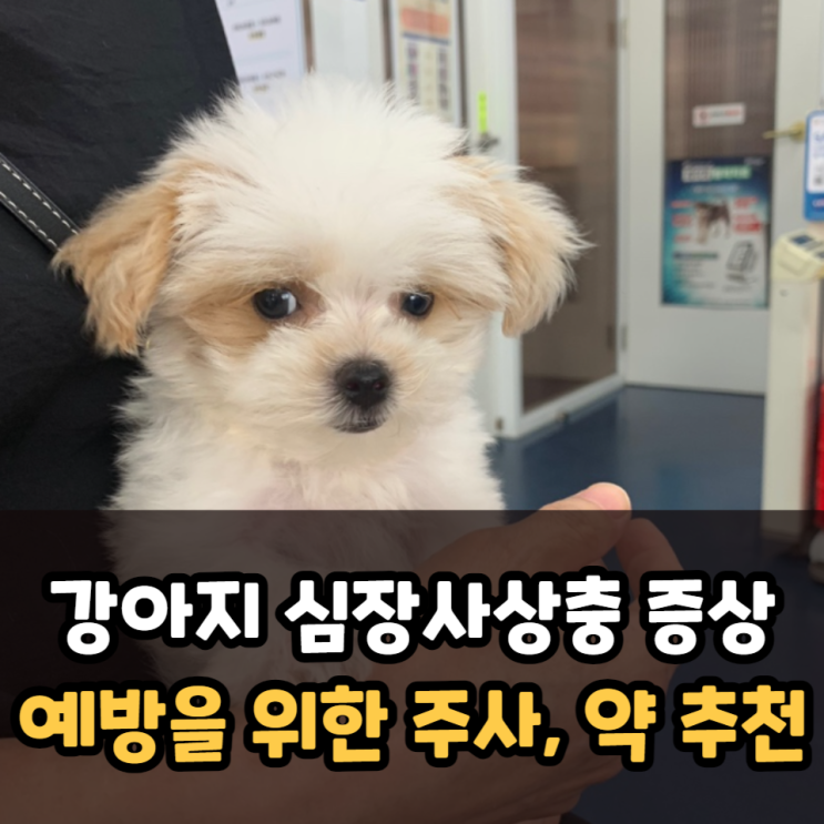  강아지 심장사상충 증상 예방을 위한 주사와 약 추천