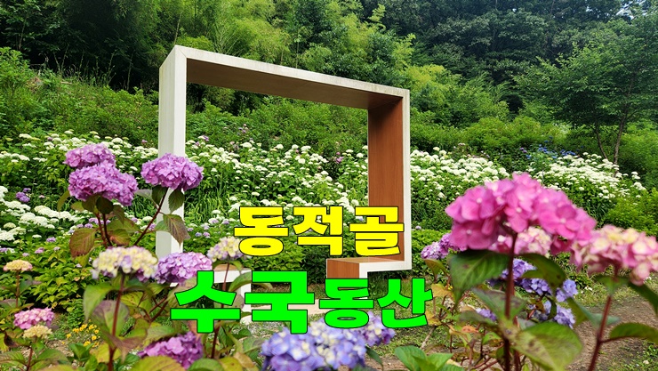 전라도 광주 6월 꽃구경 가볼만한곳 · 무등산 동적골 수국동산 · 광주 수국명소 첫번째 전라도 광주 6월 꽃구경 가볼만한곳 · 무등산 동적골 수국동산 · 광주 수국명소 첫번째