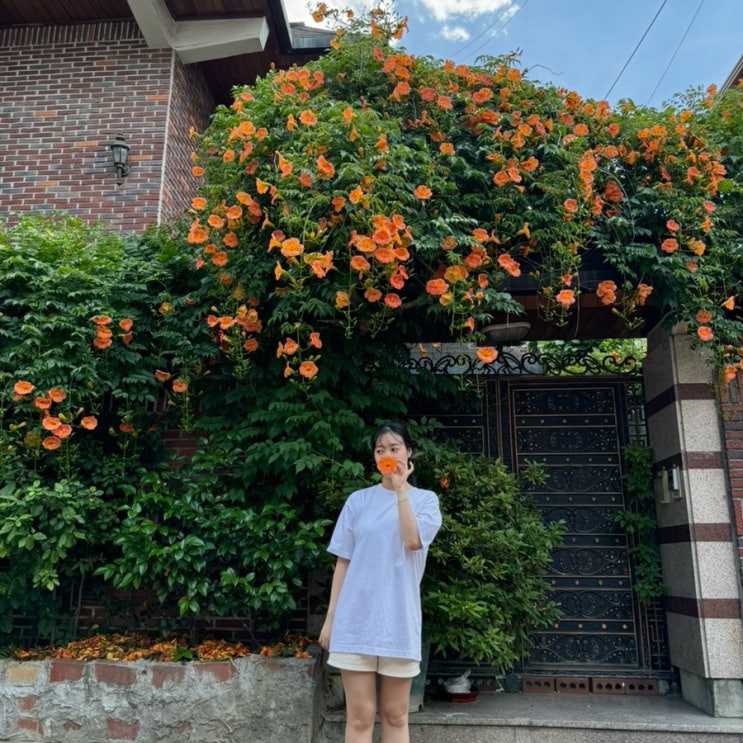  대구 6월 꽃구경 대봉동 능소화폭포 김광석거리길 투어