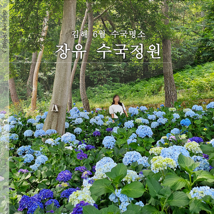  김해 장유 수국 명소 개인 사유지 수국정원 개방기간 위치 주차 안내